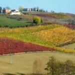 vigneti di eccellenza