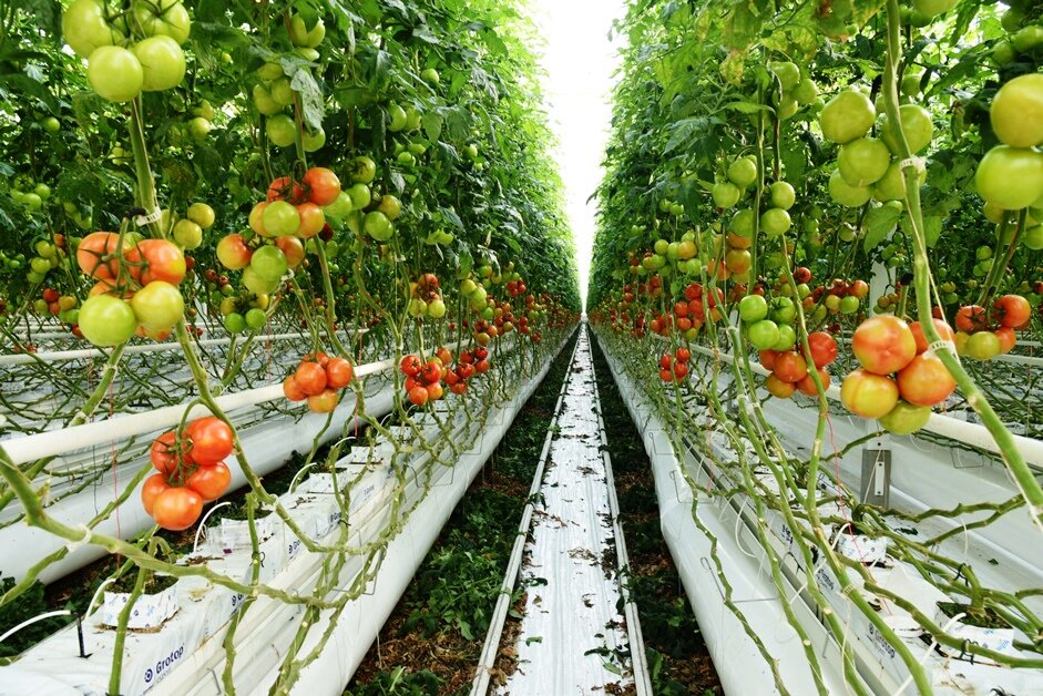 Serre Fri-ElGreenHouse Ostellato (FE), pomodori, verdura