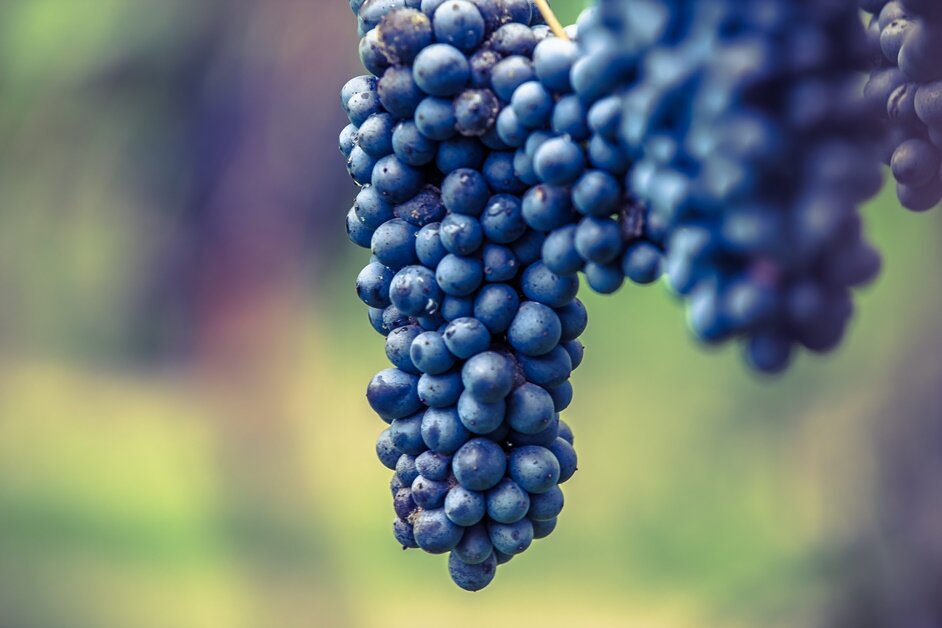 uva lambrusco