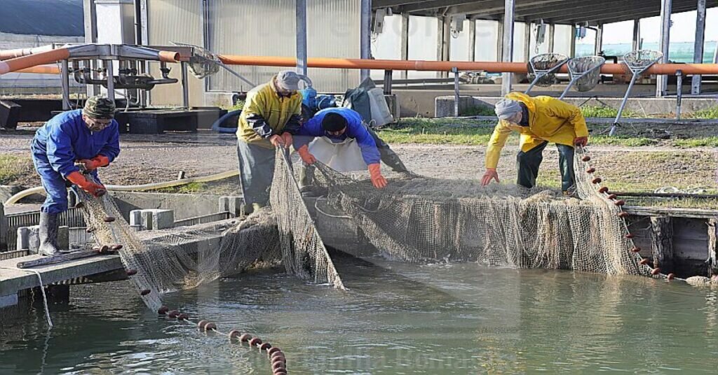 settore pesca