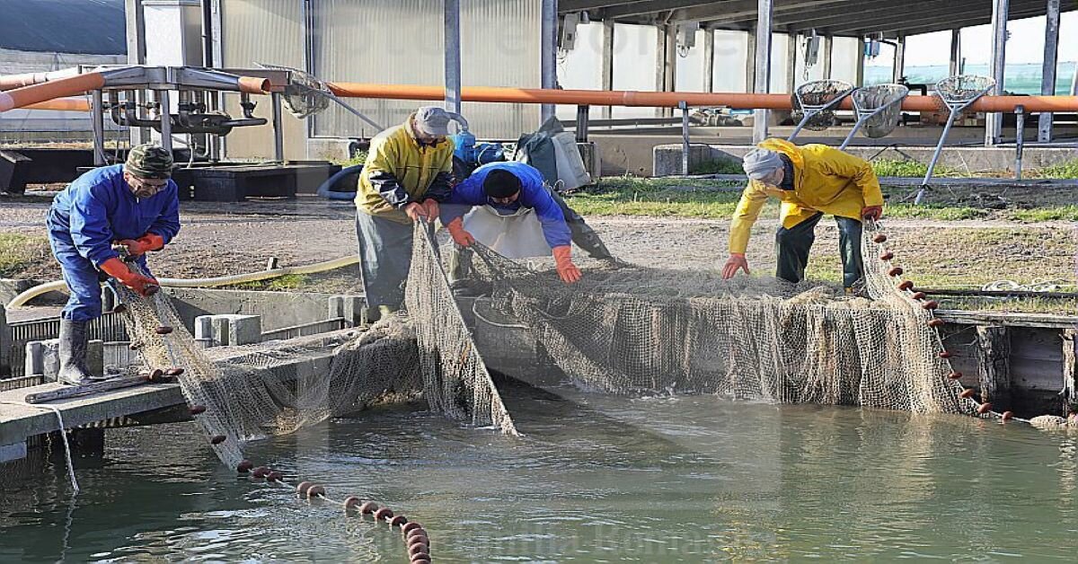 settore pesca