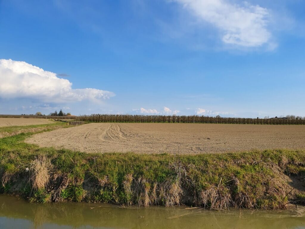 campo barbabietole