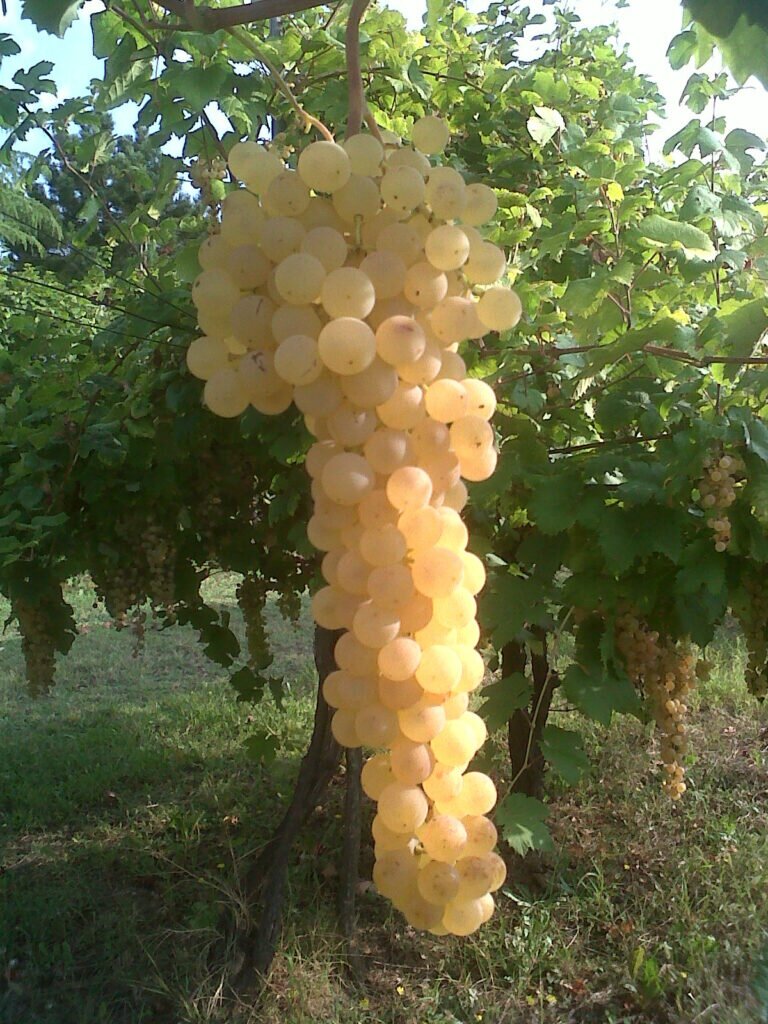 albana