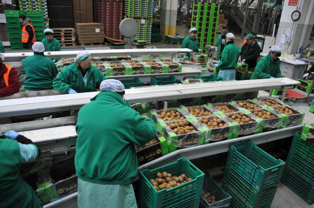 Granfrutta Zani , confezionamento kiwi