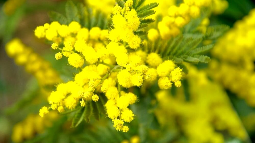 mimosa